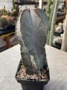 Astrophytum myriostigma